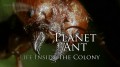 BBC Планета муравьёв: Взгляд изнутри / Planet Ant: Life Inside the Colony (2012) HD