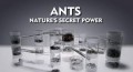 Муравьи. Тайная сила природы / Ants. Nature`s secret power (2005) HD