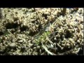 Тайный мир ракообразных / The Secret World of Crustaceans (2013)