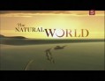 ВВС Тысячелетний дуб / The Millenium Oak