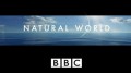 BBC Мир природы. Спасенные дельфинами / The Natural World.(ENG)