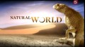 BBC Мир природы. Из жизни крабов / The natural world