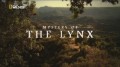 Загадка иберийской рыси / Mystery of the Lynx (2012) HD
