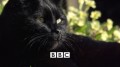 BBC horizon Тайная жизнь кошек / The Secret Life of the Cat (2013) HD