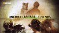 Странная дружба / Unlikely Animal Friends (2012)