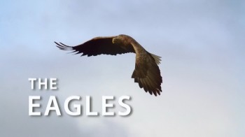 Орёл - царь неба / The Eagles (2014) HD