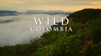 Дикая Колумбия / Wild Colombia 01. Чоко: дикое побережье Колумбии (2014) HD