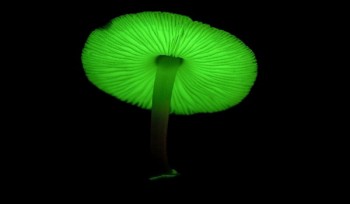 BBC Магия грибов / The Magic of Mushrooms (2014) HD
