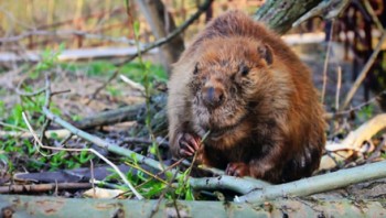 Тайная жизнь бобров (Заклинатели бобров) / The Beaver Whisperers (2013) HD