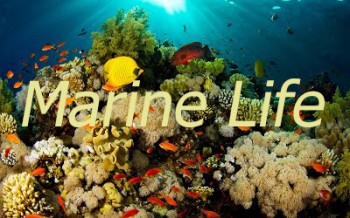 Морские обитатели / Marine Life