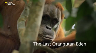Последний рай орангутанов / The Last Orangutan Eden  (2015)