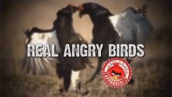 Реальные Злые птицы / Real Angry Birds (2014)