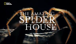 Дом пауков / The Amazing Spider House (2015)