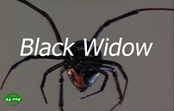 Черная вдова / Black Widow (1993)