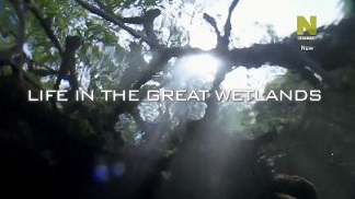 С водой и без воды Кинабатанган Дикий Рай Борнео / Life in the Great Wetlands (2014)