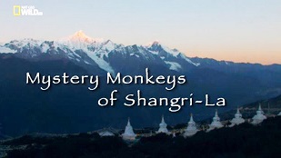 Загадочные обезьяны Шангри-Ла / Mystery Monkeys of Shangri-La (2015)