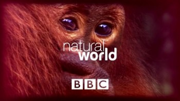 Большие птицы с Дэвидом Аттенборо / BBC Natural World: Attenborough's Big Birds (2015)