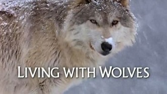 Жизнь с волками / Living with wolves (2005) Discovery