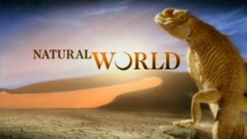 Белая Акула Красный Треугольник / BBC: White Shark - Red Triangle (2002)