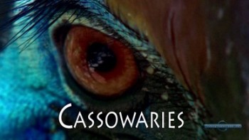 Казуары / Cassowaries (2008)