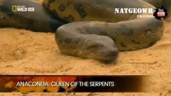 Анаконда. Королева змей / Anaconda. Queen of the serpents (2010)