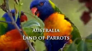 Австралия: страна попугаев / Australia: Land of Parrots (2007)