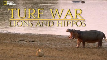 Война за территорию. Львы и бегемоты / NAT GEO WILD. Turf War. Lions and Hippos (2013)