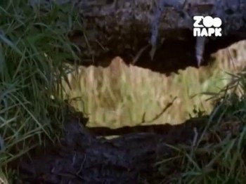 Великая книга природы 04 серия  / Wild Lives (2000)