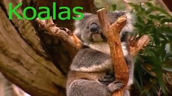 Коалы острова кенгуру. Гонка со временем / Koalas of Kangaroo Island. A Race Against Time (2009)