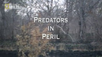 Большие битвы больших зверей / Predators in Peril (2008)