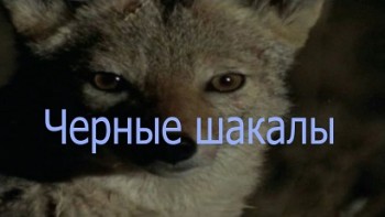 Черные шакалы / Blackjack. High Stakes (1990)