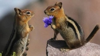 Влюбленные животные / Les animaux amoureux (Animals in Love) (2007) Перевод: Не требуется