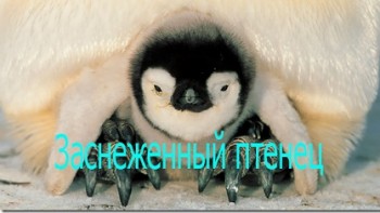 Заснеженный птенец или история одного пингвина (2015)