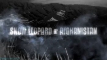 Снежный барс Афганистана / Snow Leopard of Afghanistan (2012)