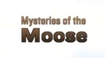 Загадки Лосей / Mysteries Of The Moose (2007)