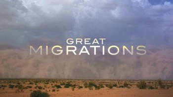 Великие миграции 1 серия. Рожденные для путешествий / Great Migrations (2010)