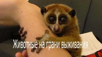 Животные на грани выживания / Animals at the edge (2009)