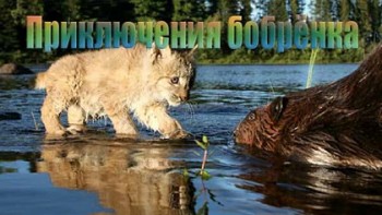 Приключения бобрёнка / Meche Blanche, les aventures du petit castor (2008)