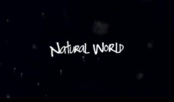 Мир природы. Кукушка / The Natural World. Cuckoo (2009) HD