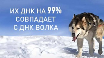 Жизнь собак 4 серия / Dogs The Untold Story (2016)