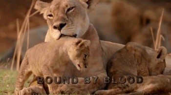 Африканские охотники 3 серия. Кровные узы / Africa's Hunters (2017)