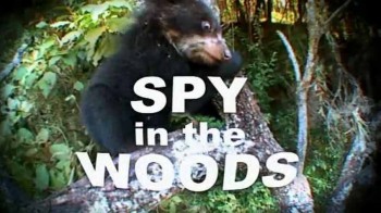 Медведь. Шпион леса / The Bear: Spy in the Woods (2004)