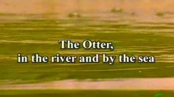 Выдра. На реке и в море / The Otter, in the River and by the Sea (2006)