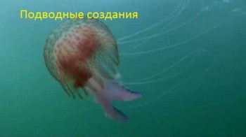 Подводные создания / Underwater Creatures (2011)