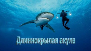 Длиннокрылая акула (2017)