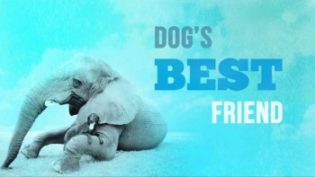 Лучшие друзья собаки: 10 серия. Хонда и Матео. Жулик Билл и Малыши / Dogs Best Friend (2014)