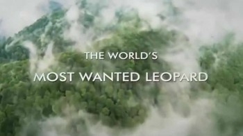 Самый большой в мире леопард в Азербайджане / The biggest leopard in the world in Azerbaijan (2016)