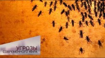 Демография. Болезнь роста. Угрозы современного мира