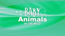 Детеныши в дикой природе 4 серия. Пприбрежные детеныши - день / Baby animals in the wild (2015)