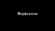 Морфология / Мorphology (2013)